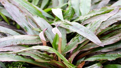 Cryptocoryne walkeri