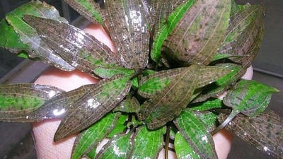Cryptocoryne alba