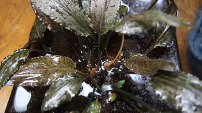 Cryptocoryne alba