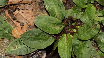 Cryptocoryne alba