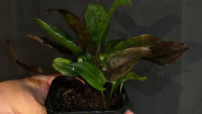 Cryptocoryne alba