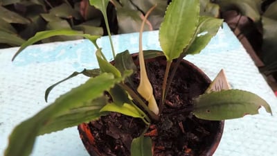 Cryptocoryne alba