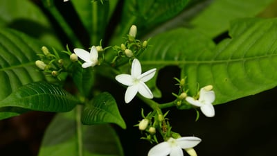 Rauvolfia densifolia