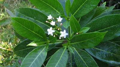 Rauvolfia densifolia