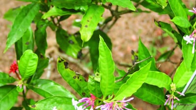 Rauvolfia densifolia