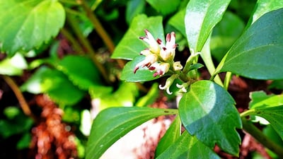 Rauvolfia densifolia