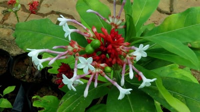 Rauvolfia densifolia