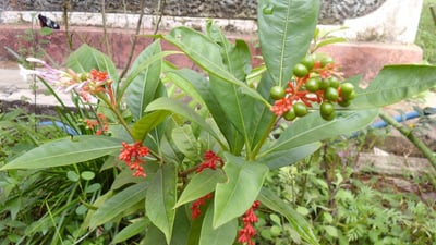 Rauvolfia densifolia