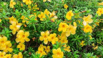 Golden Trumpet