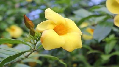 Golden Trumpet