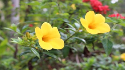 Golden Trumpet
