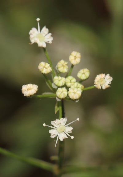 Trachyspermum involucratum