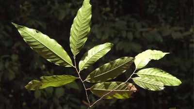 Polyalthia coffeoides