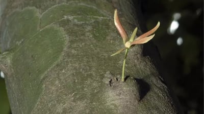 Polyalthia coffeoides