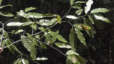 Polyalthia coffeoides