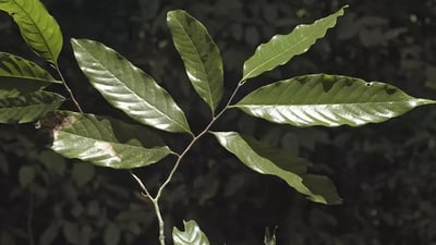 Polyalthia coffeoides
