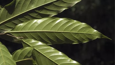 Polyalthia coffeoides