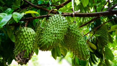 Annona muricata