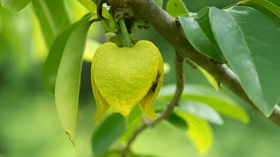 Annona muricata