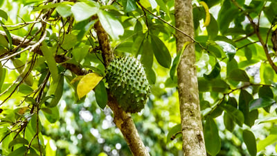 Annona muricata