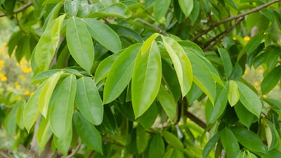 Annona muricata