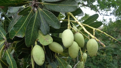 Mangifera zeylanica