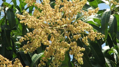 Mangifera zeylanica