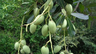 Mangifera zeylanica