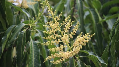 Mangifera zeylanica