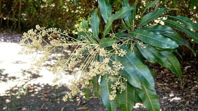 Mangifera zeylanica