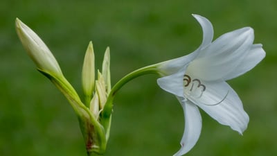 Crinum latifolium
