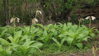 Crinum latifolium