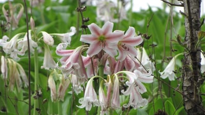 Crinum latifolium