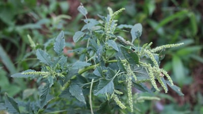 Amaranthus spinosus