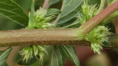 Amaranthus spinosus