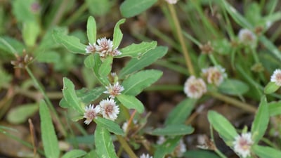 Alternanthera sessilis
