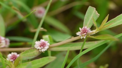 Alternanthera sessilis