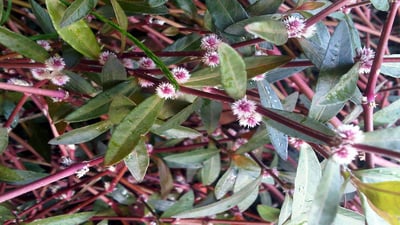 Alternanthera sessilis
