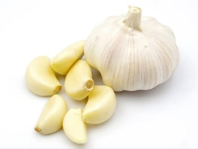 Allium sativum