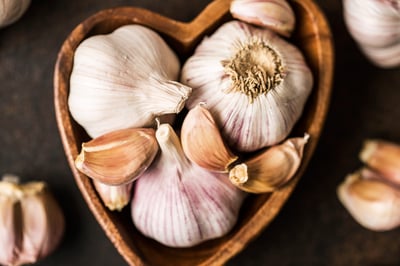 Allium sativum
