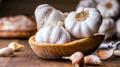 Allium sativum