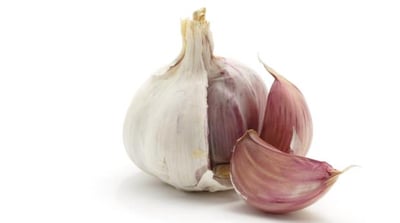 Allium sativum