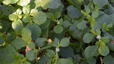 Trianthema portulacastrum