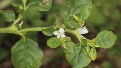 Trianthema portulacastrum