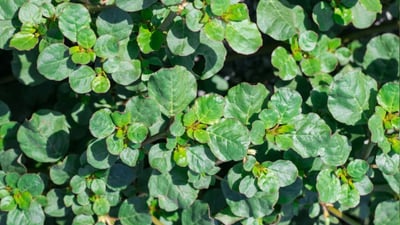 Trianthema portulacastrum