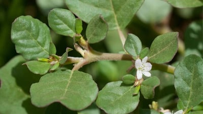 Trianthema portulacastrum