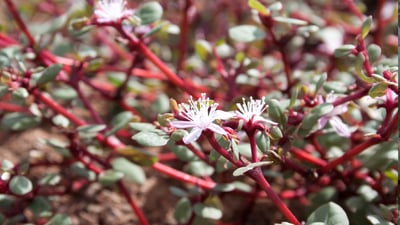 Trianthema portulacastrum