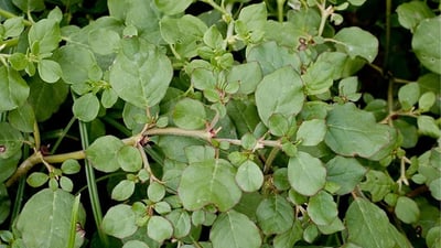 Trianthema portulacastrum