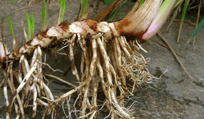 Acorus calamus