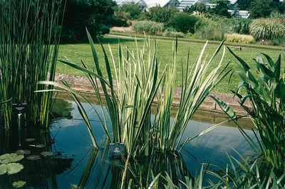 Acorus calamus